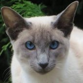 Georgus
